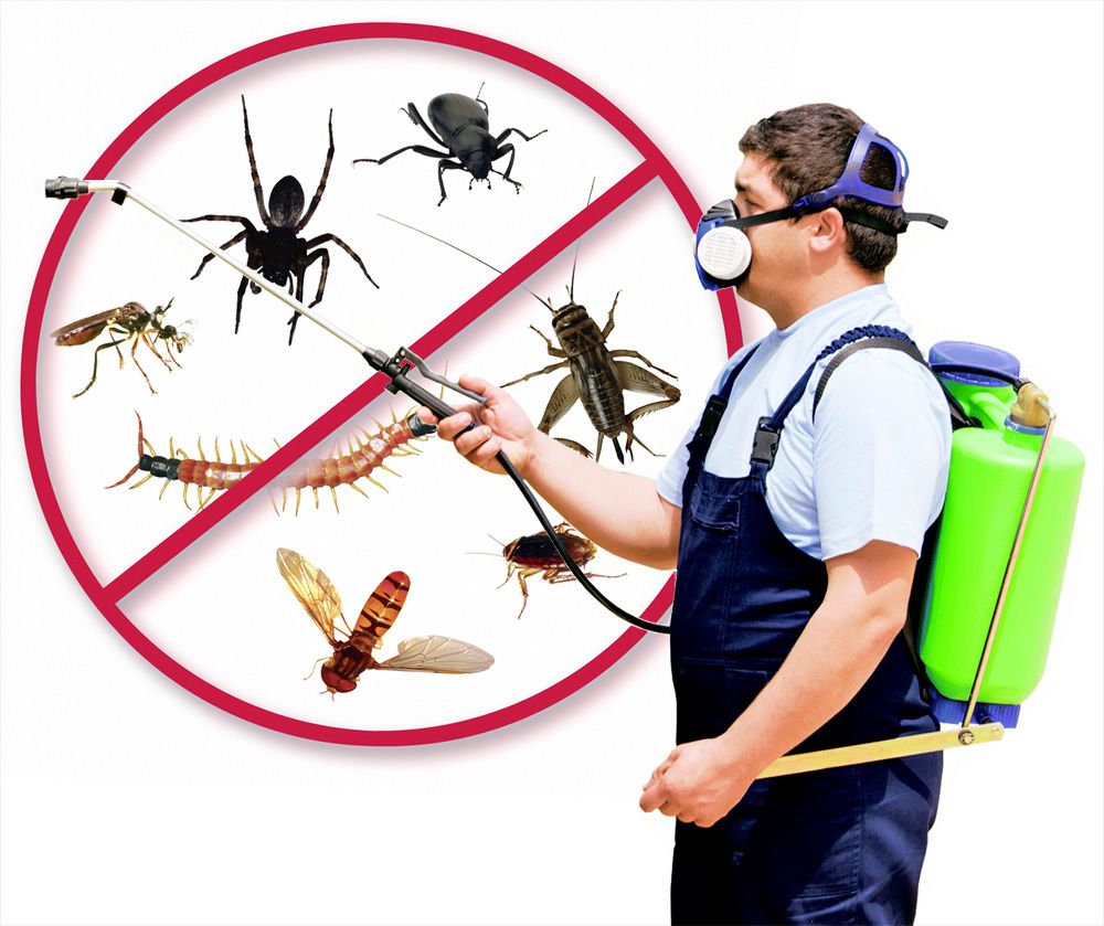 مكافحة حشرات ورش مبيدات