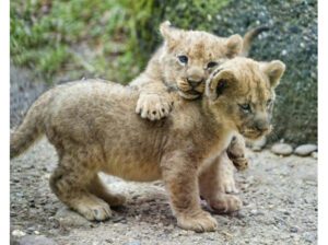 Adorable Lions Cubs for sale
