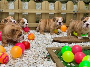 English Bulldog Puppies for Sale