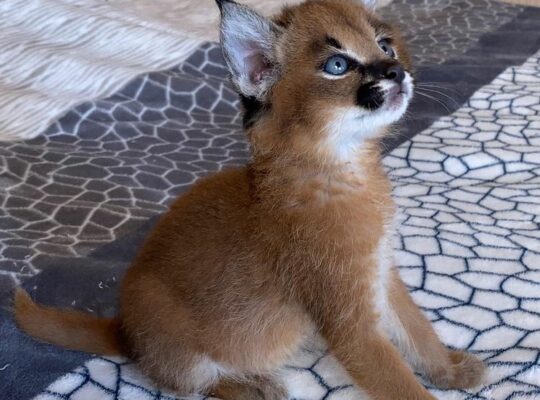 Caracal Kittens for Sale