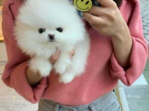 Teacup Pomeranian Puppies Available for sale