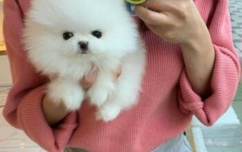 Teacup Pomeranian Puppies Available for sale