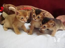 Abyssinian cats available for sale