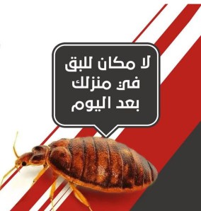 شركة مكافحة الصراصير والبق بحائل 0540349618