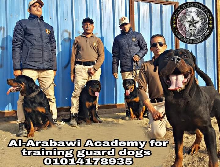 training dogs