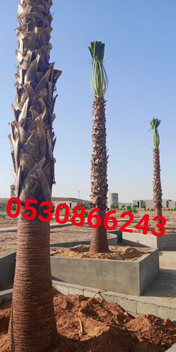 مقاول شبوك ونخيل وبيوت تراثيه 0530866243