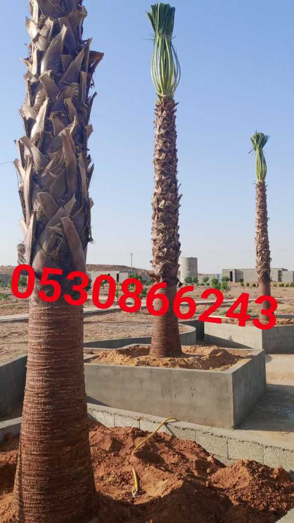 مقاول شبوك ونخيل وتراث 0530866243