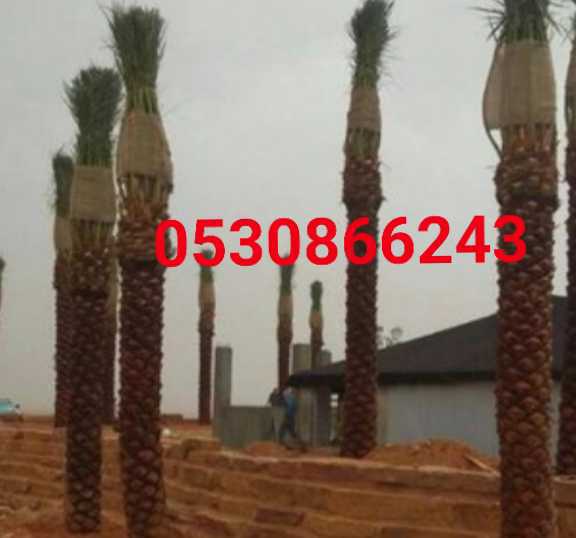 مقاول شبوك ونخيل وبيوت تراثيه 0530866243