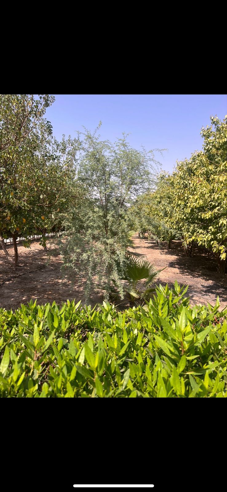 أشجار طلح وسدر ونيم ولبخ سماكات كبيرة