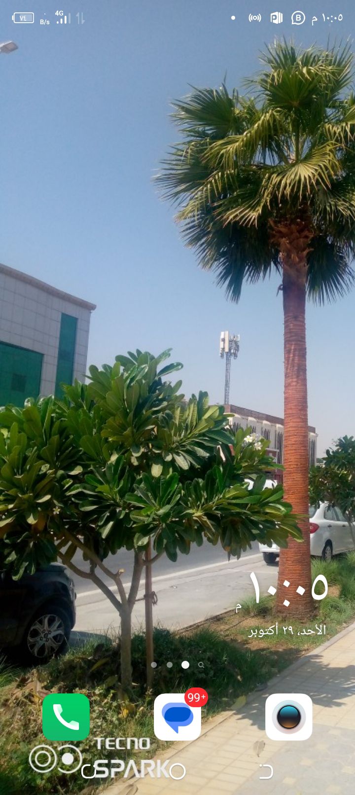 توريد وزراعه النخيل وتنسيق