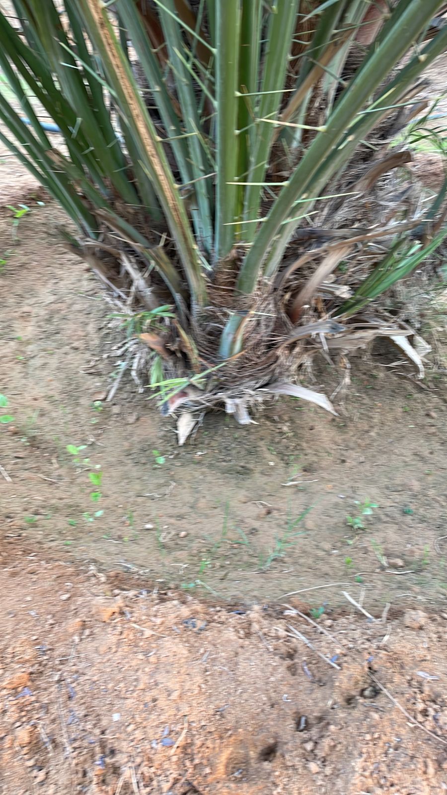 نقوم بقلع وغرس وتوريد جميع انواع النخيل