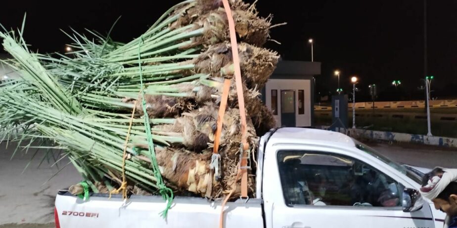 نقوم بقلع وغرس وتوريد جميع انواع النخيل