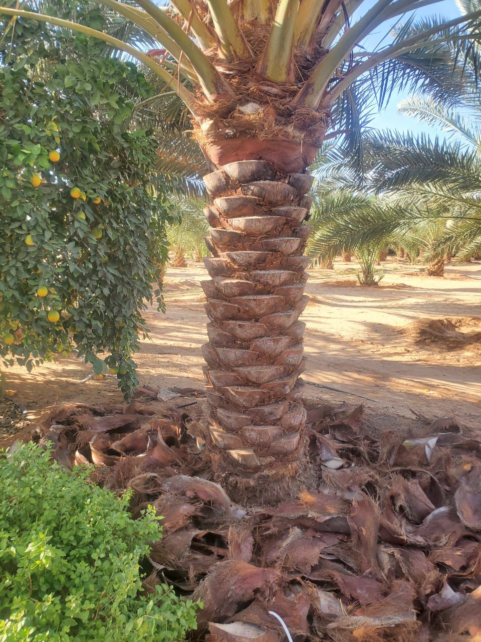 نقوم بقلع وغرس وتوريد جميع انواع النخيل