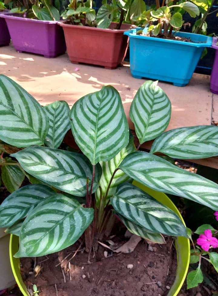 المروج شارع ابن سينا