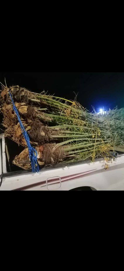 نخيل مثمر للبيع 0508528613