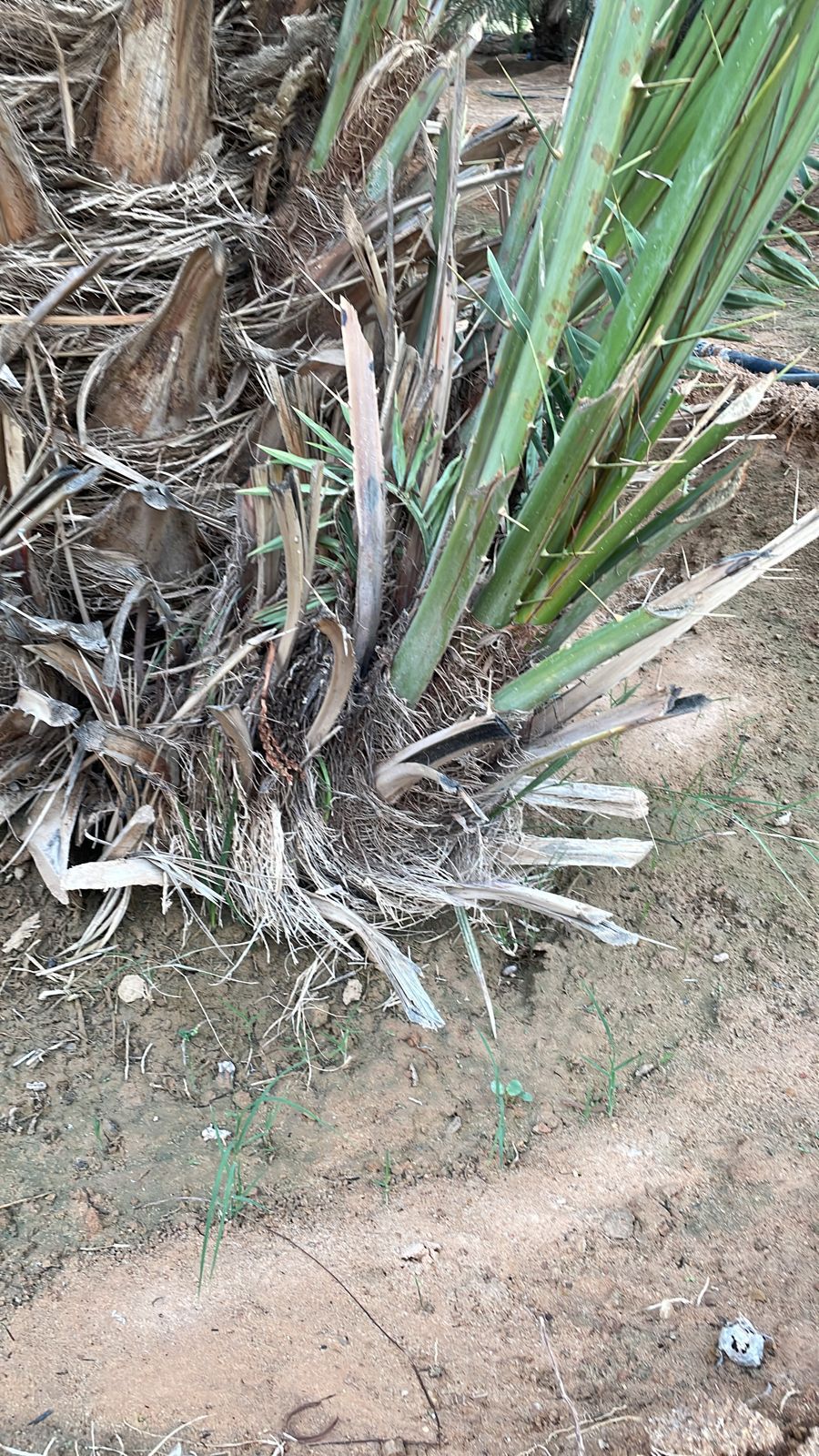 نقوم بقلع وغرس وتوريد جميع انواع النخيل