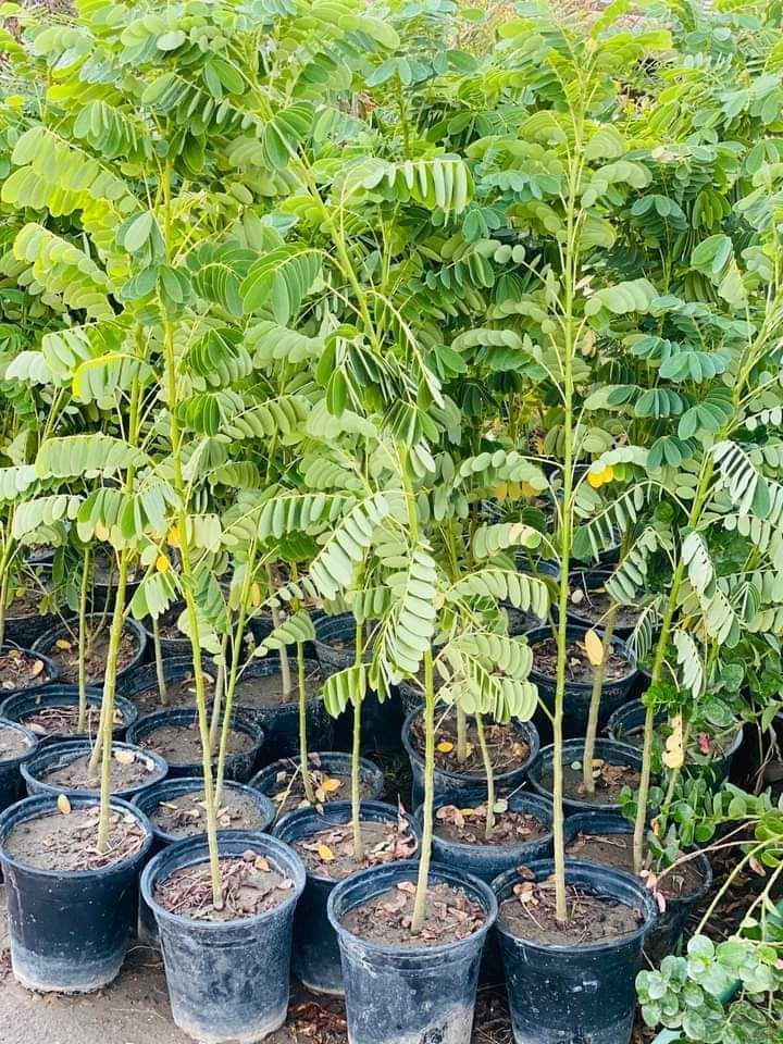 المروج شارع ابن سينا