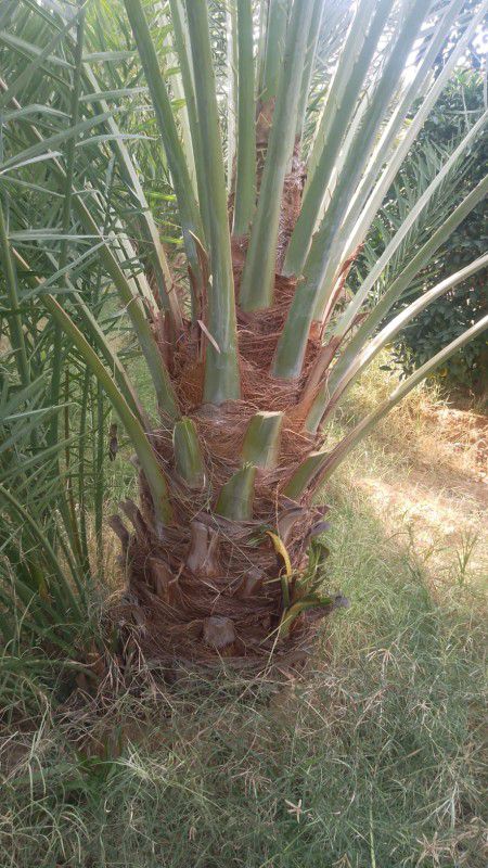 نقوم بقلع وغرس وتوريد جميع انواع النخيل