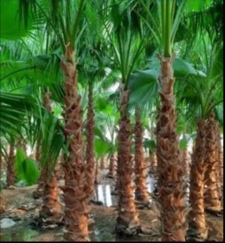 نخيل واشنطني للبيع 0570680737