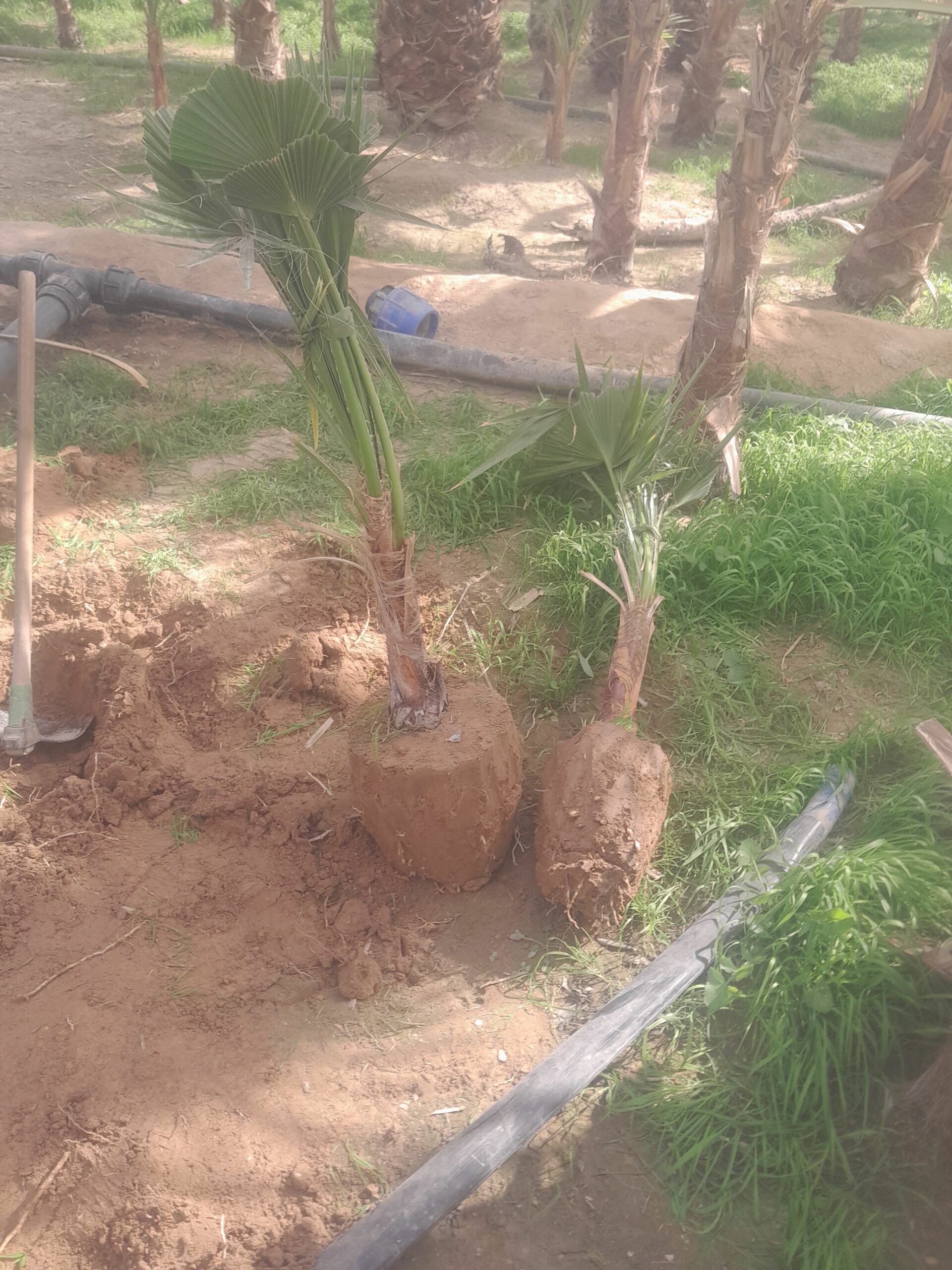 لبيع نخيل واشجار الزينه لتواصل 0530266042