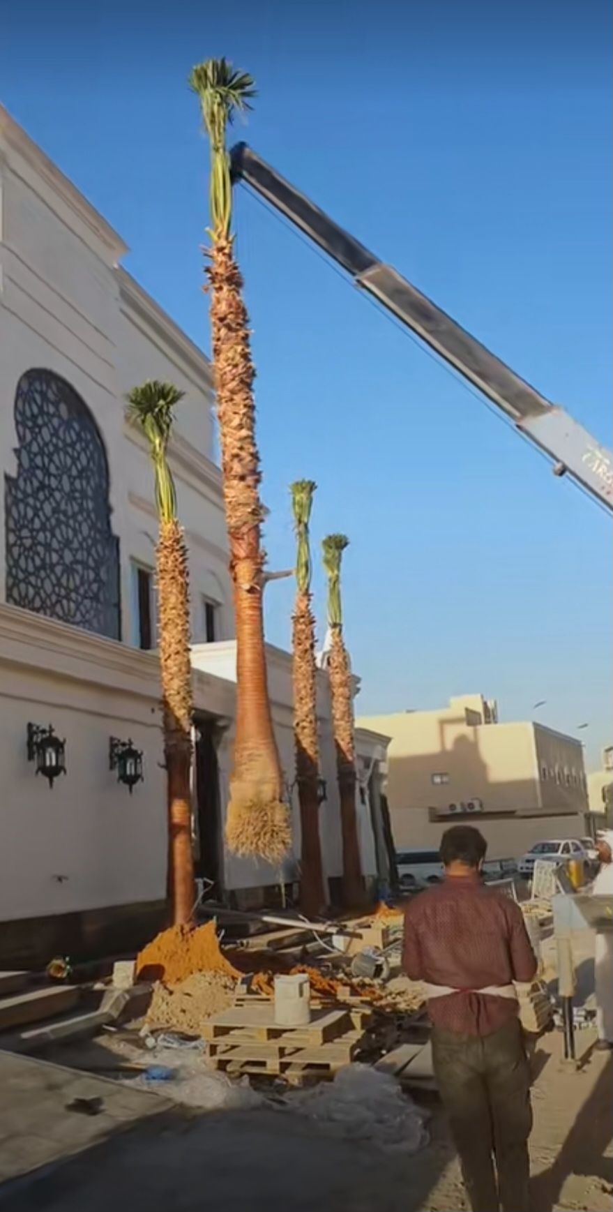 لبيع نخيل الواشنطونيا وعربي واشجار الزينه لتواصل م