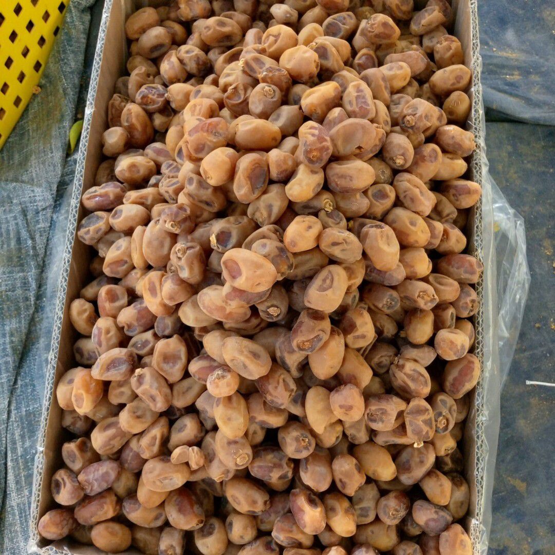 مقاول شبوك ونخيل ومضلات سواتر اسياج امنيه