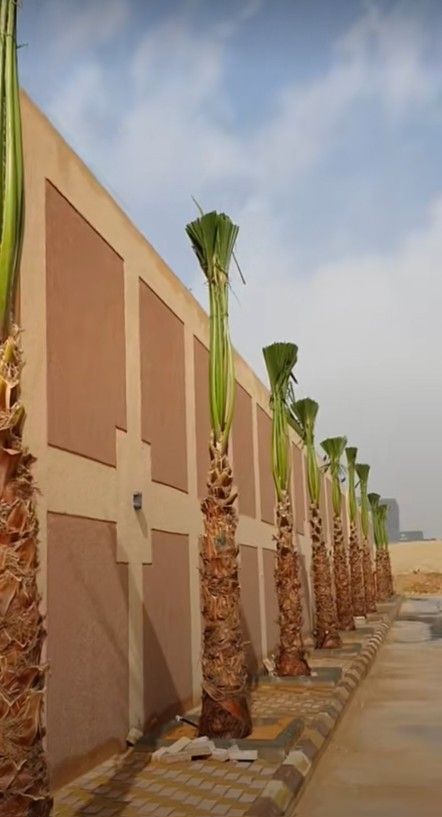 لبيع نخيل الواشنطونيا وعربي واشجار الزينه