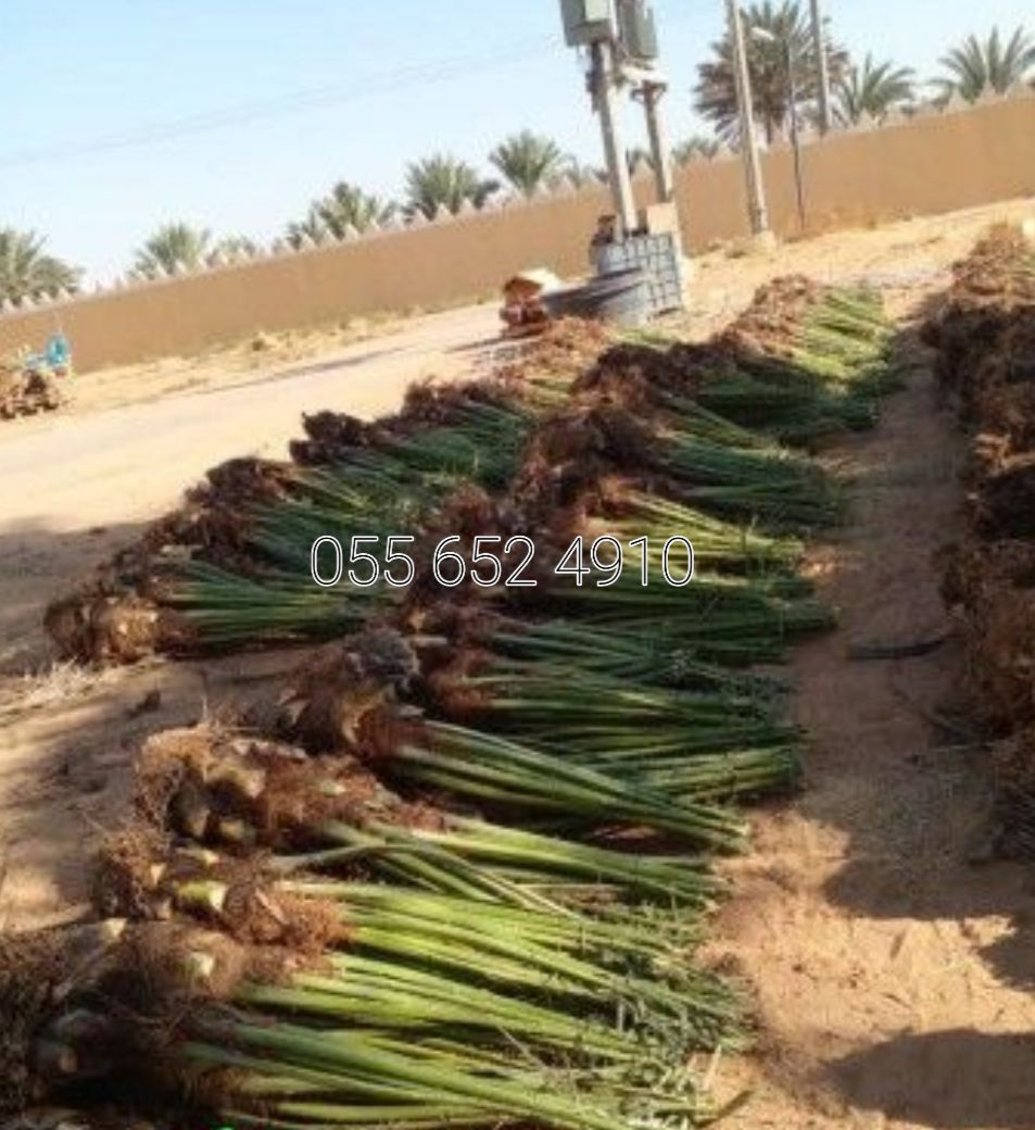 مقاول 0556524910 نخل لجميع اشغال النخل غرس تكريب و