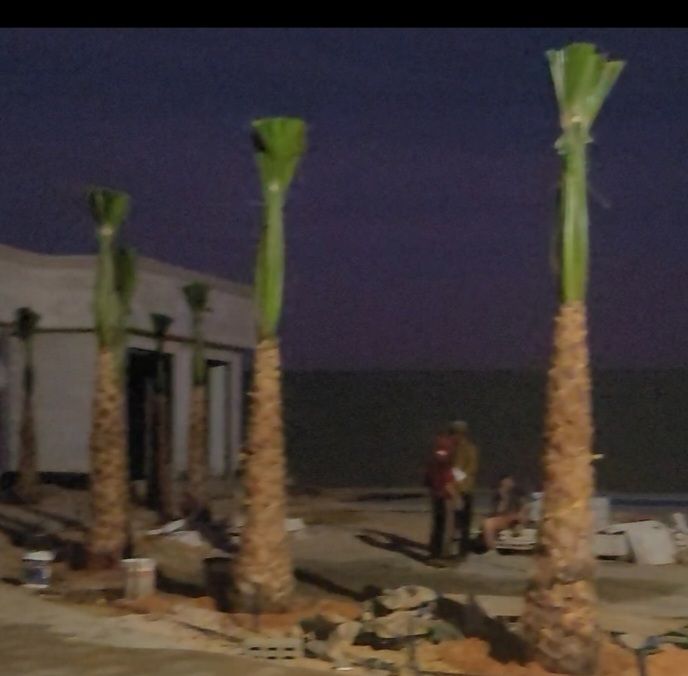 نخيل واشنطني للبيع جميع المقاسات