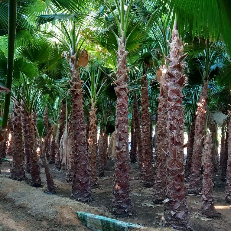 نخل واشنطني زينه أمريكي ابو مروحه