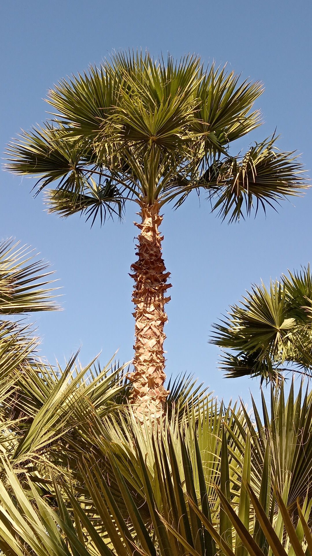 نخل واشنطني زينه للبيع توريد وزراعة جميع المقاسات