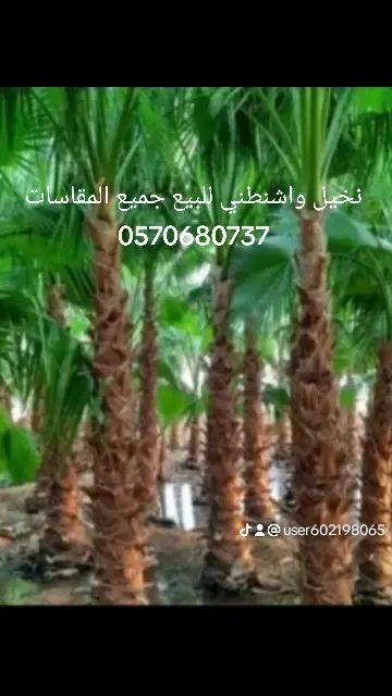 نخيل واشنطني للبيع وتوريد وزراعه