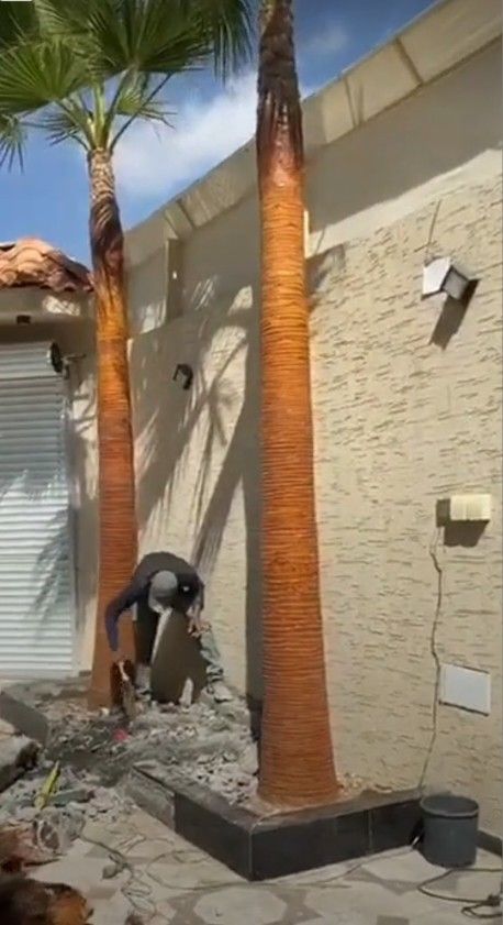 لبيع نخيل واشجار الزينه لتواصل 0530266042