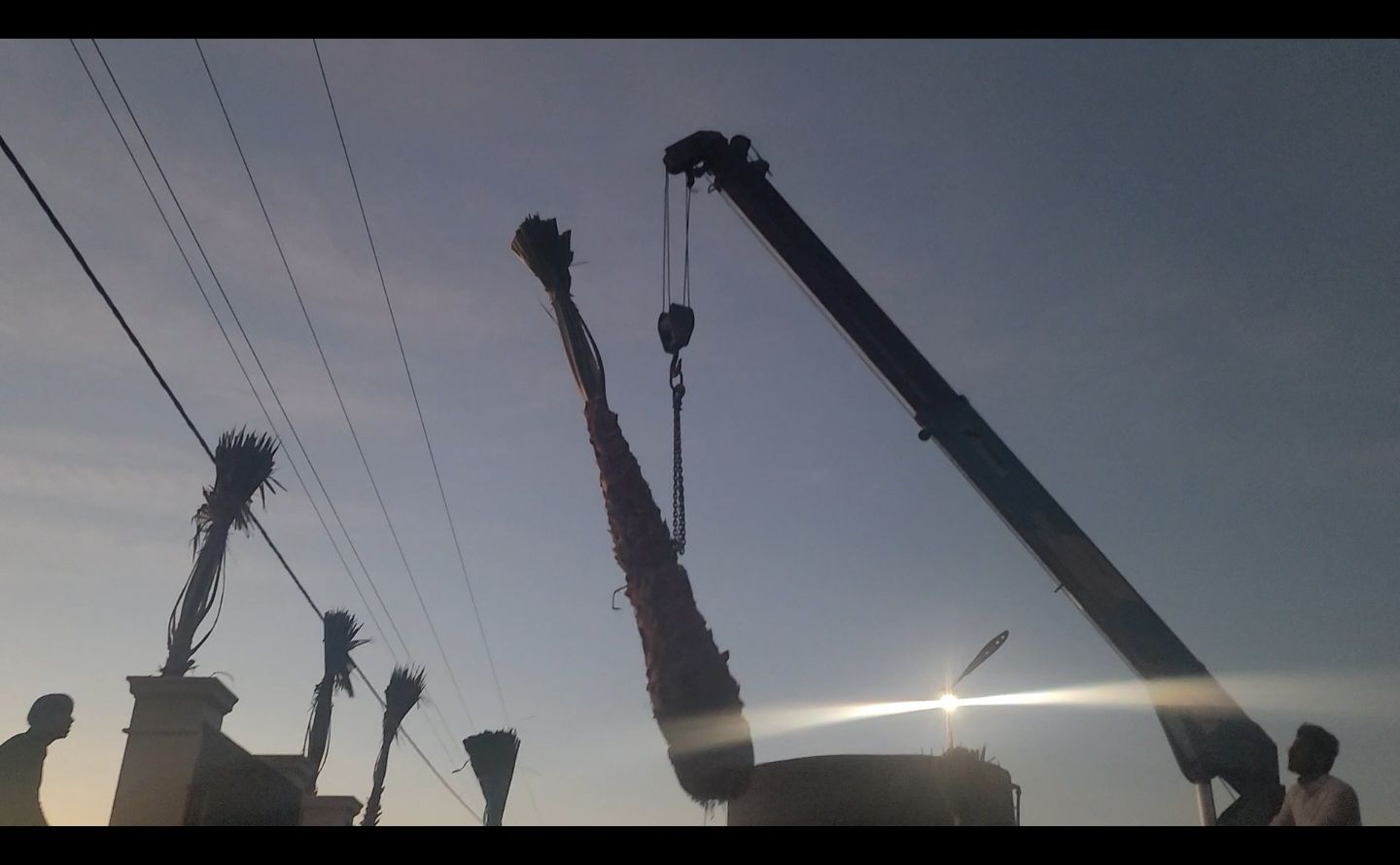 نخيل واشنطني للبيع جميع المقاسات