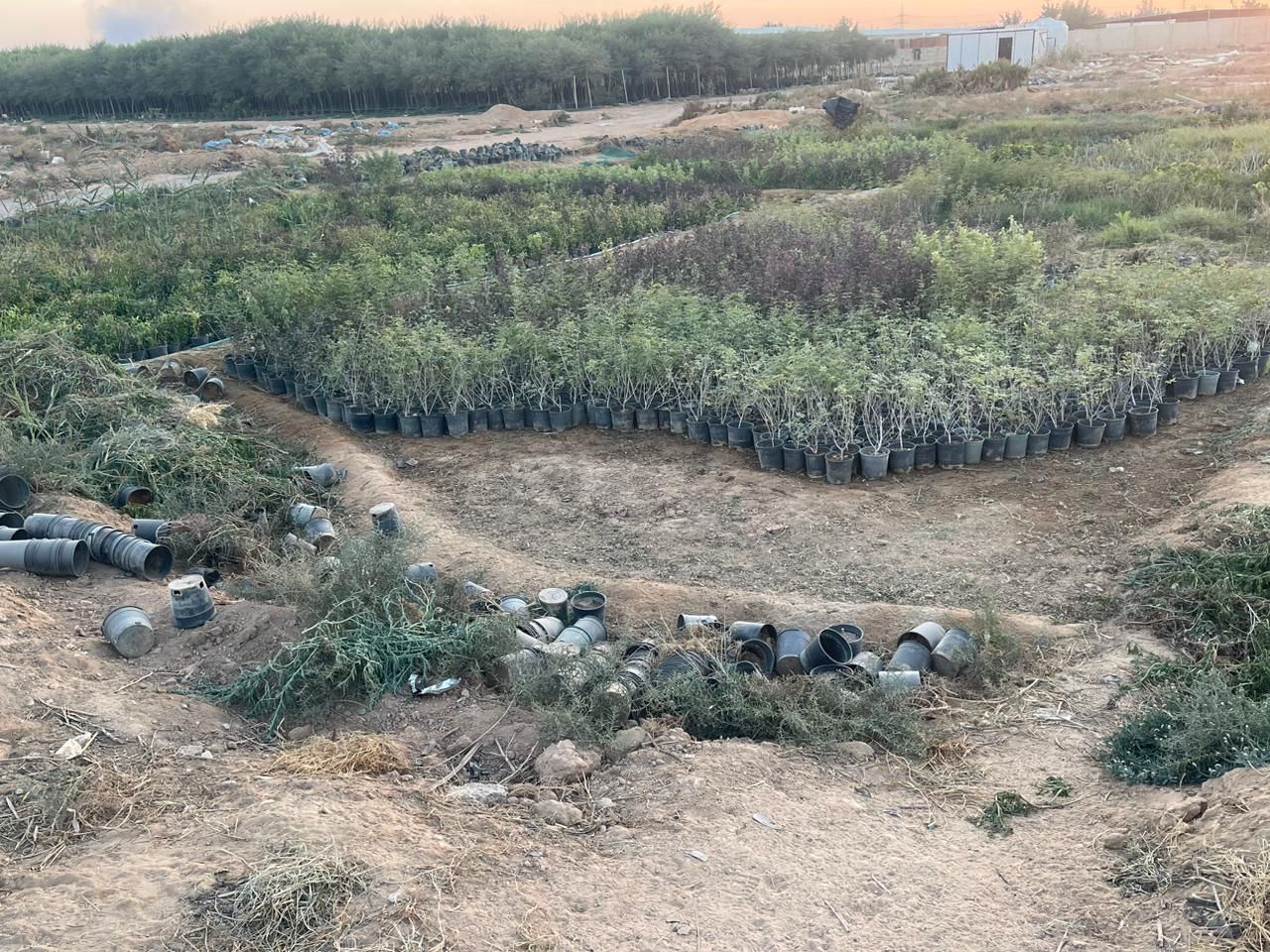 لبيع نخيل واشجار الزينه لتواصل 0530266042