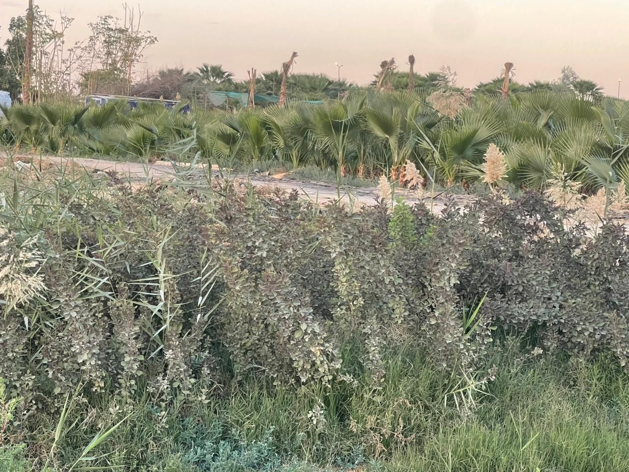 لبيع نخيل واشجار الزينه لتواصل 0530266042