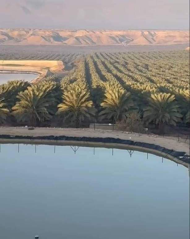 مقاول 0556524910 نخل لجميع اشغال النخل غرس تكريب و