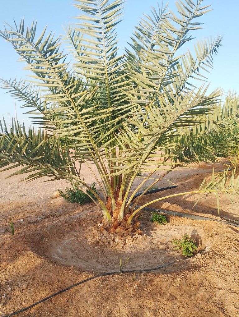 نخل للبيع مثمر