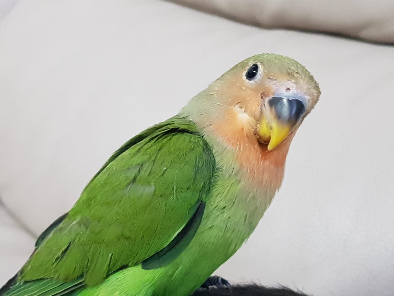 روز اليف مناسب للاطفال والكبار