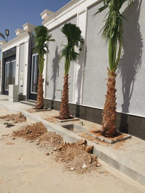 ابو حسين لزراعه النخيل العربي والوشنطي واعمال الشب