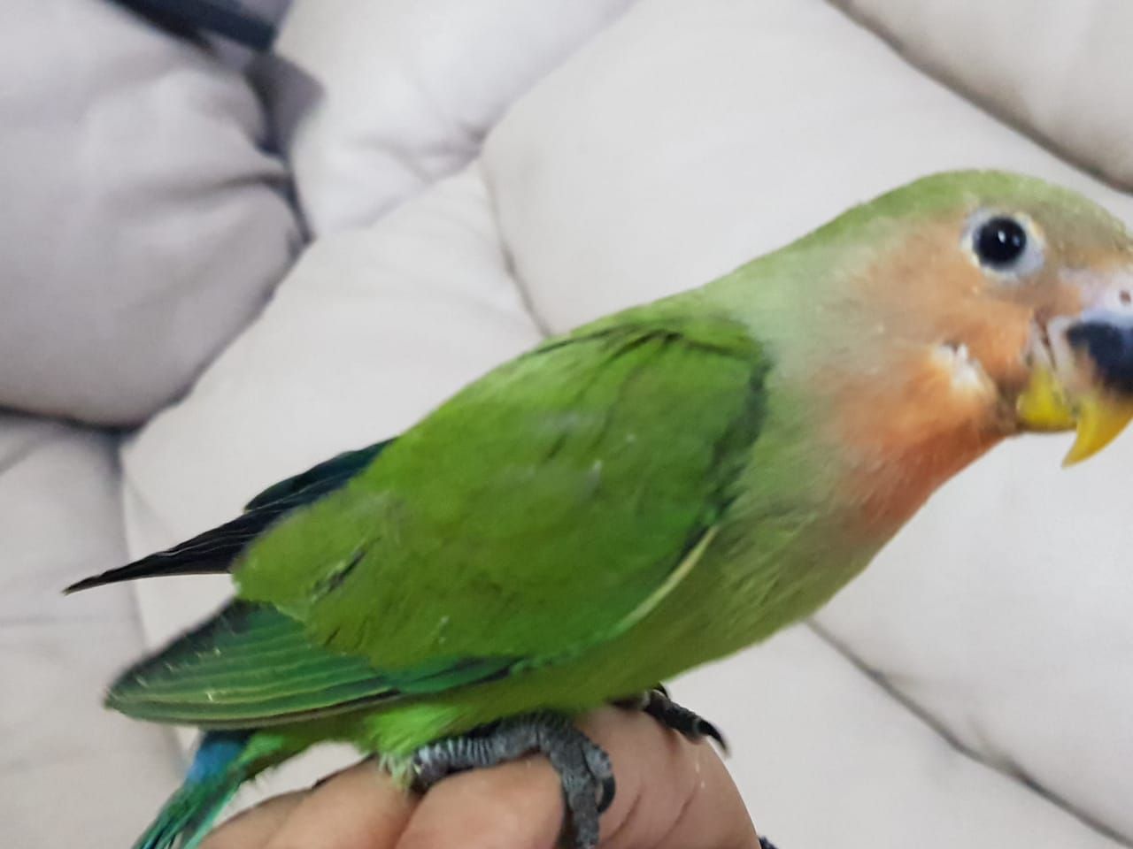 روز اليف مناسب للاطفال والكبار