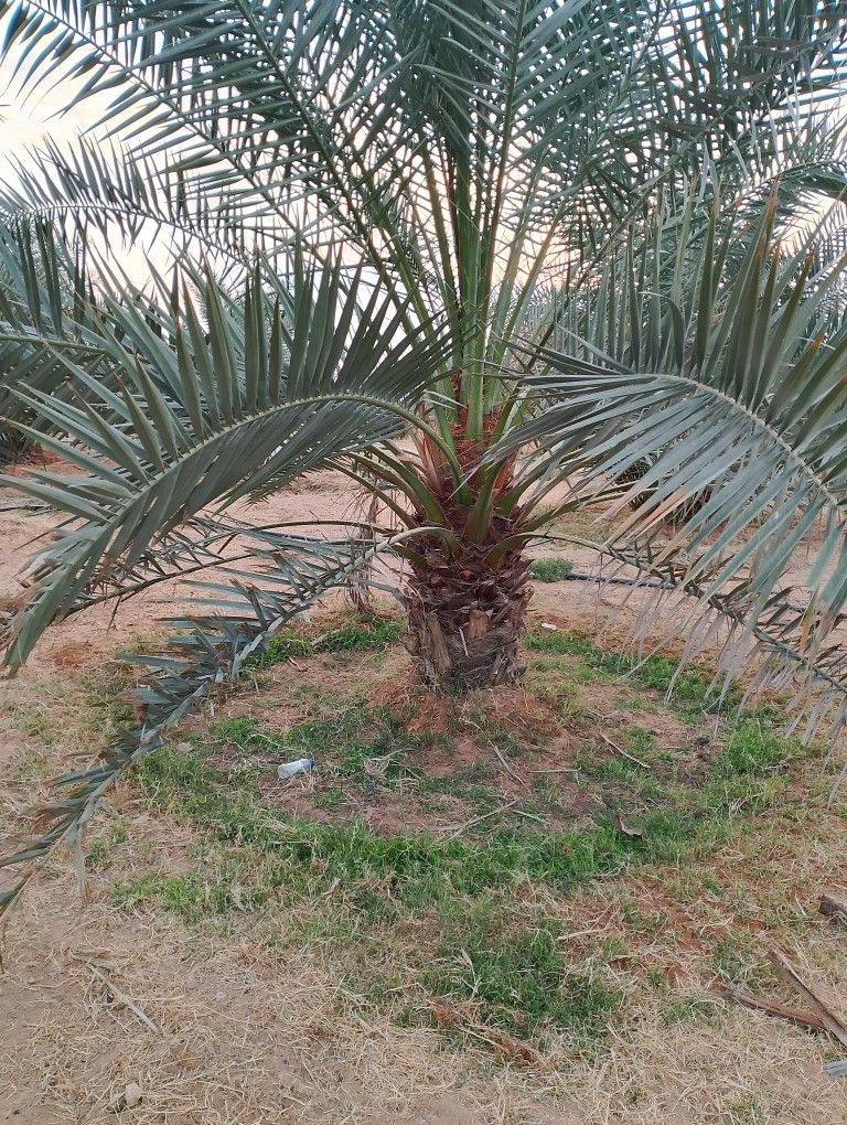 نخل للبيع مثمر