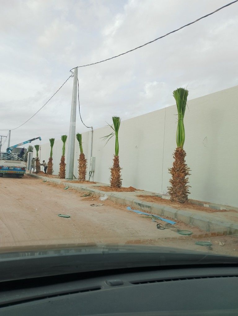 نخل للبيع مثمر