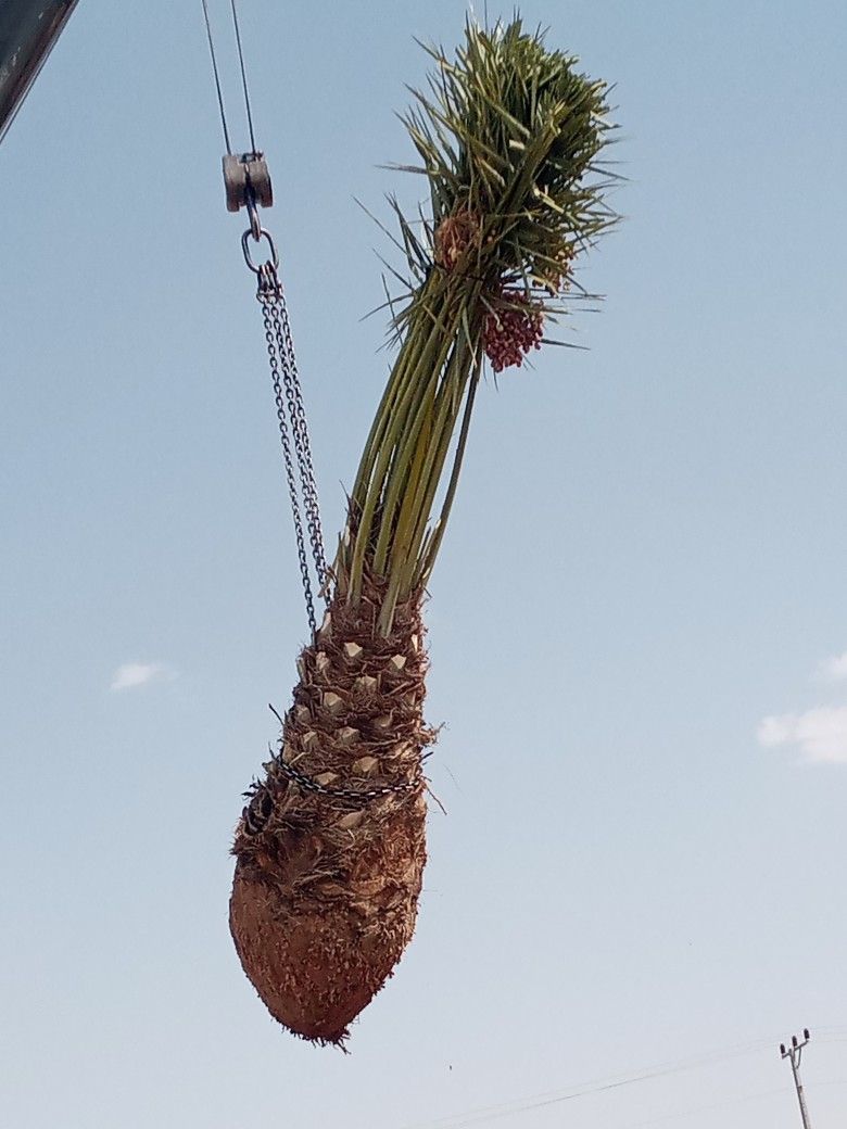 نخل للبيع مثمر