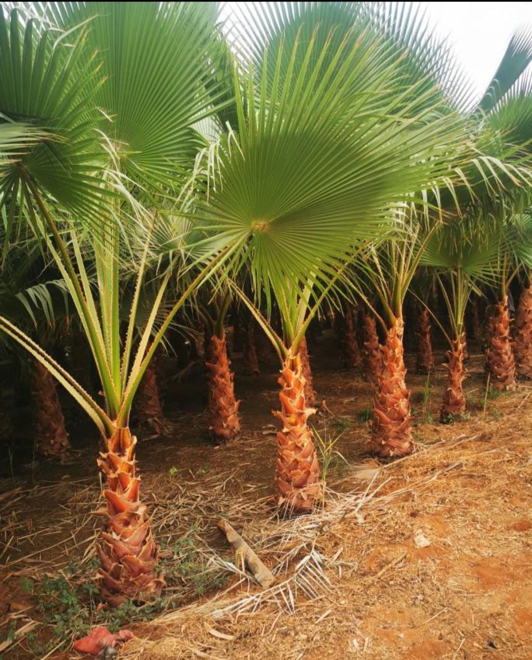 نخيل واشنطونيا أمريكي زينه لتواصل 0530266042