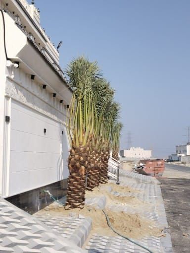 ابو حسين لزراعه النخيل العربي والوشنطي واعمال الشب