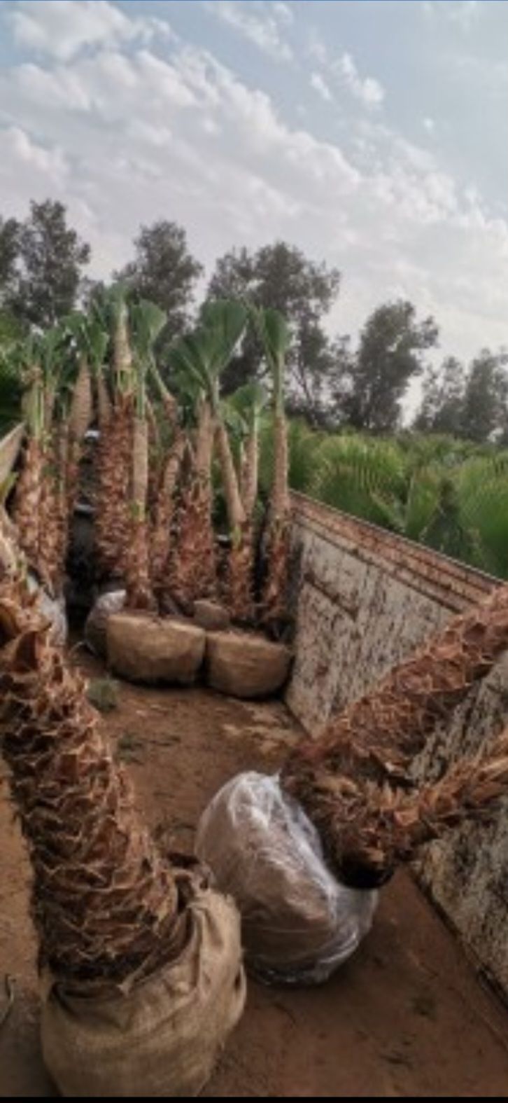 نخيل واشنطونيا أمريكي زينه لتواصل 0530266042