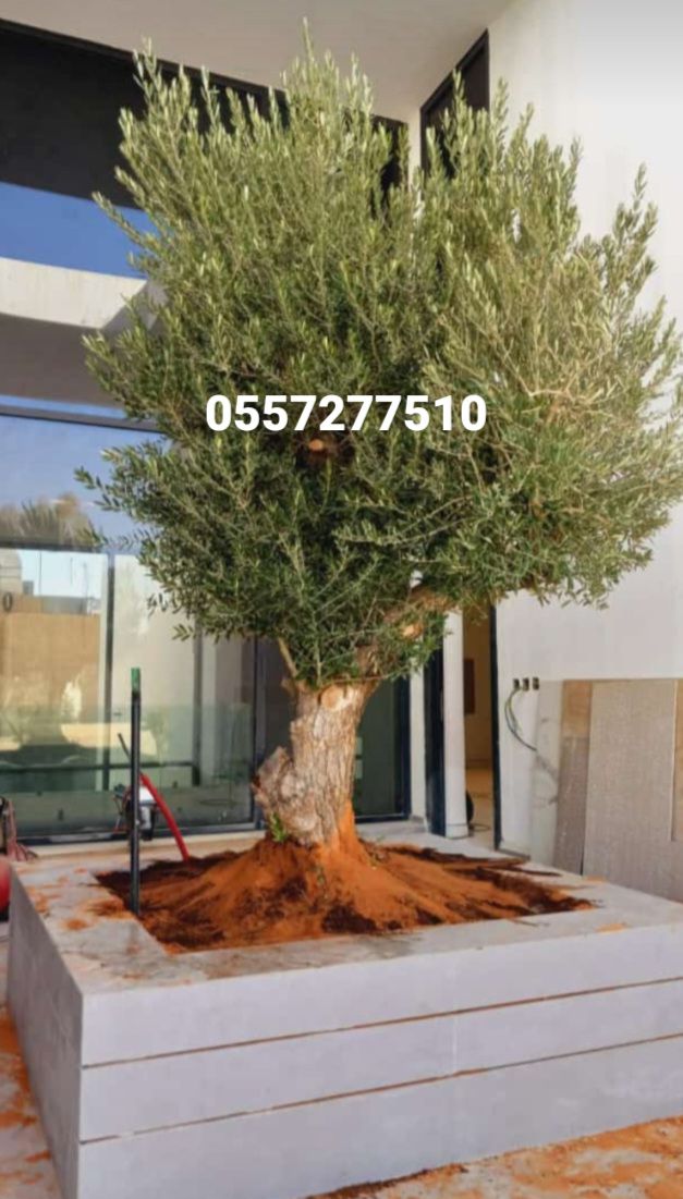 زيتون قزم زيتون معمر نخل امريكي نخل عربي نخل ملوكي