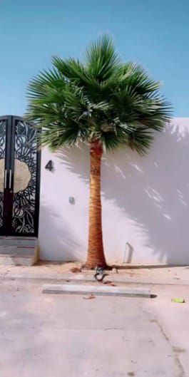 توريد وزراعه نخيل واشجار الزيتون المعمر واحجام مخت