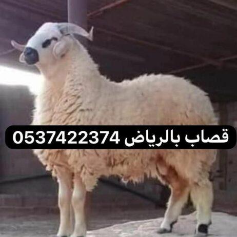 جزار بالرياض 0537422374